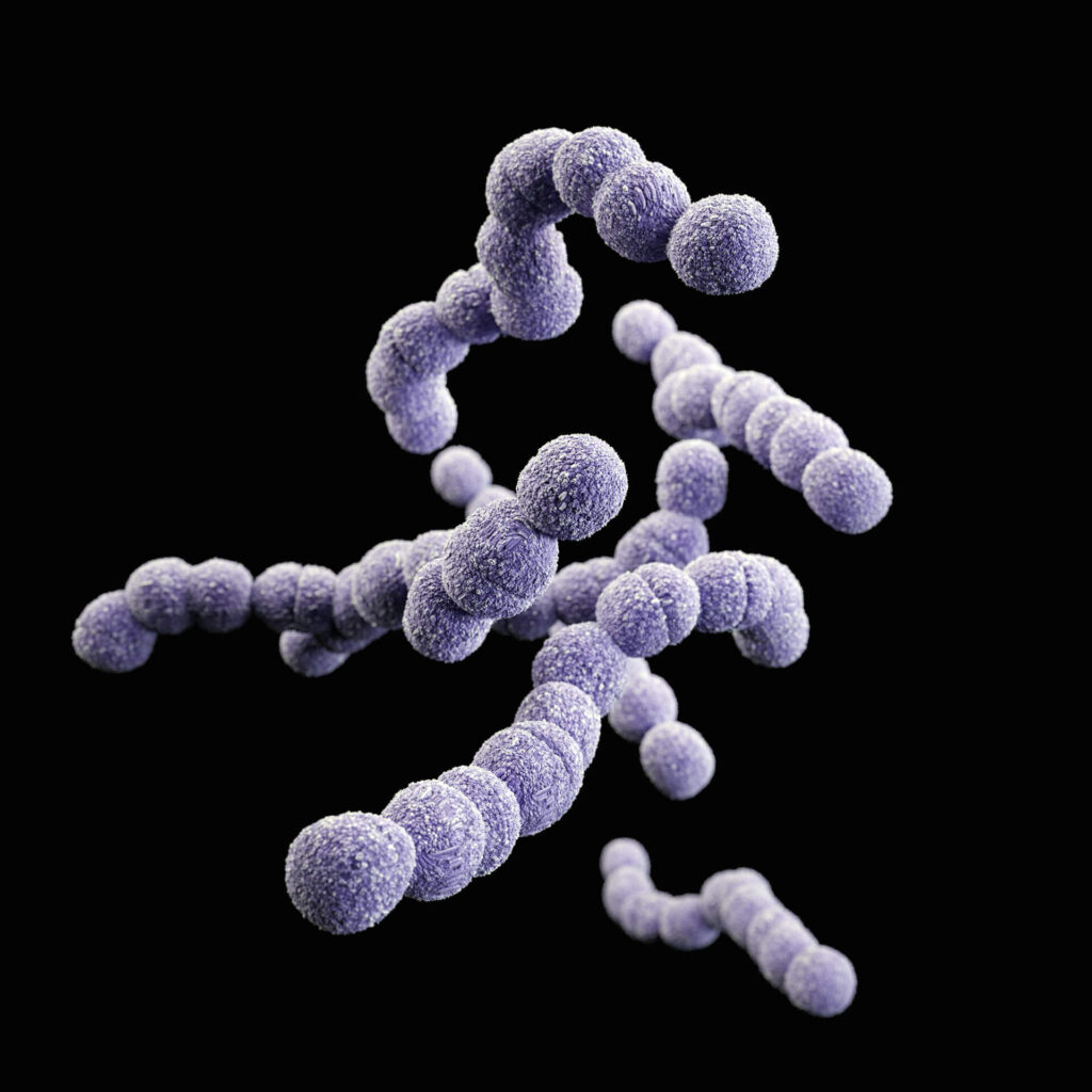 Streptococcus Agalactiae